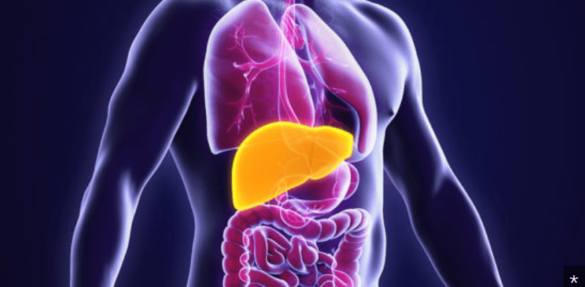 3D image of a male body with the liver highlighted.